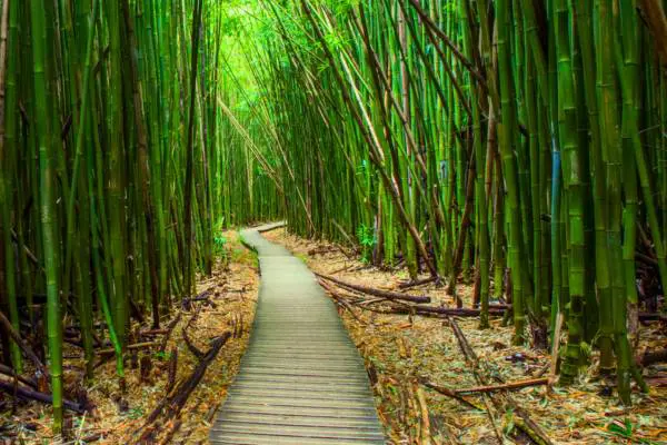 Maestria Bambu (1er Año)