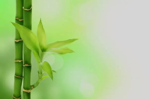 Maestria Bambu (2do Año)