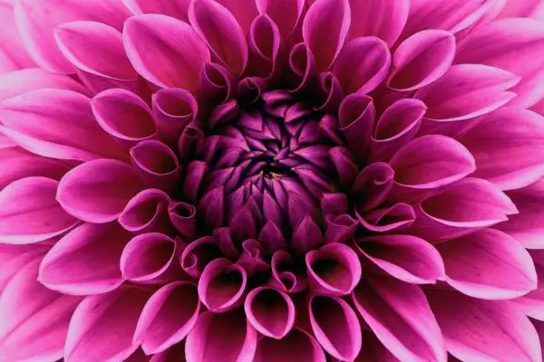 Maestría Dalia (1er Año)