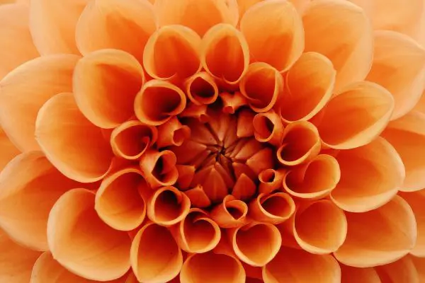 Maestría Dalia (2do año)