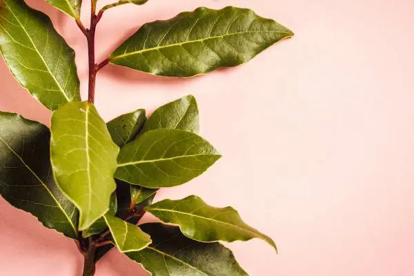 Maestría Laurel (1º Año)