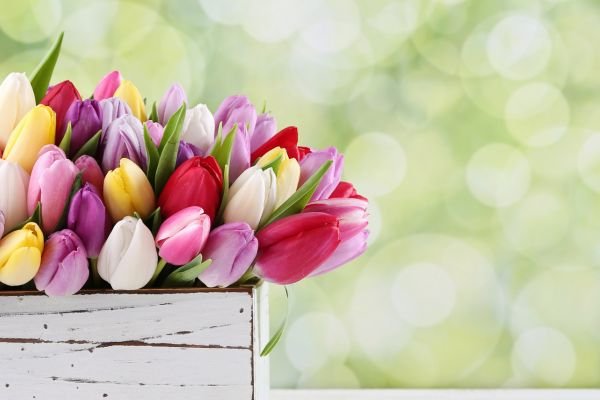 Maestría Tulipan 1er. Año